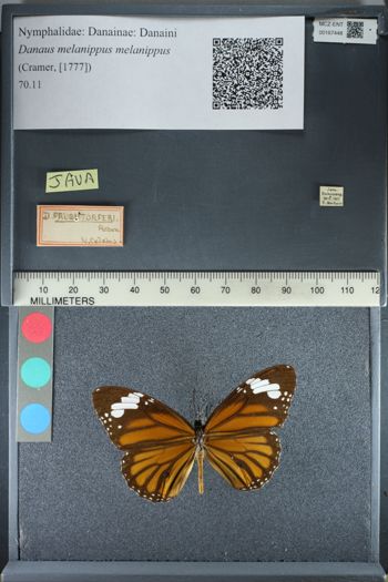 Media type: image;   Entomology 167448